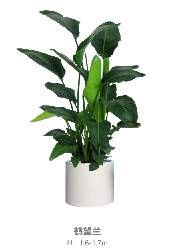 鹤望兰.jpg