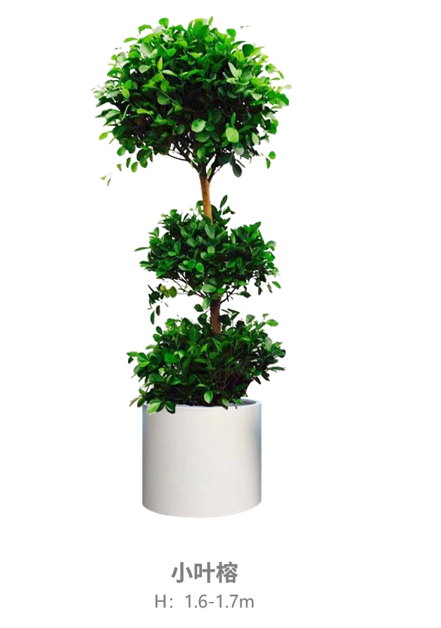 小叶榕.jpg