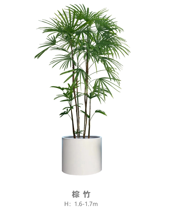 棕竹.jpg